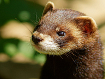 Шкурка норки в Калининграде дешевле чашки кофе в аэропорту