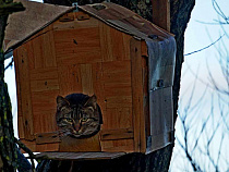 Шторм загнал кота в скворечник (фото)