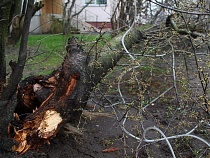 Владельцу «Фольксвагена» заплатят за падение дерева на автомобиль