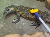 Калининград рыдает от умиления после видео с антистрессом варана