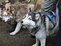 В центре реабилитации в Ладушкине бойцам помогают голубоглазые «психологи» 