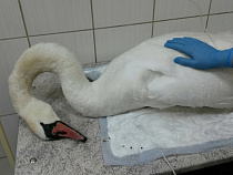 Не проходите мимо замерзающих птиц, звоните в экстренные службы – полиция (видео)