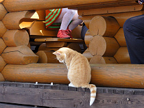 Осталось 6 дней до инаугурации котошефа в Зеленоградске