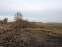 Половина зерновых и рапса в Калининградской области вымерзли