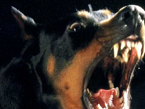 Убитые собакой овцы обошлись владельцу пса в 60 тысяч рублей 