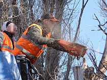 Компания из холдинга Валерия Макарова вырубит 466 деревьев в микрорайоне им. А. Космодемьянского