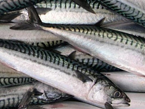 В калининградских портах задержали более 70 тонн рыбы