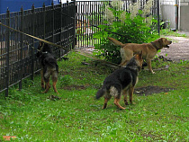 В Калининграде суд установил компенсацию за укус ребёнка немецкой овчаркой