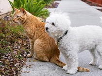 Туристка из Москвы надеялась на европейскую порядочность в Калининграде