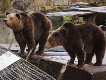 В Калининграде первый снег нокаутировал всех медведей в спячку