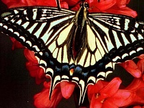 Музей купил коллекцию бабочек экс-депутата Калининградской облдумы