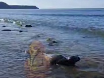 Приплывший в Калининградскую область тюлень попросил оставить его одного