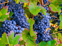 Врач рассказал о кагоре на Пасху