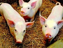 Кризис на рынке свинины уже сказался на поголовье свиней в стране