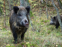 Выработан алгоритм действий при обнаружении падали на Куршской косе 