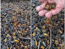 На пляже Балтийского моря нашли обширные россыпи янтаря