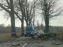 Водителям пришлось самим убирать гигантскую ветку, рухнувшую на дорогу Калининград – Балтийск