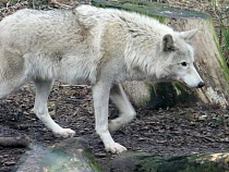 Туристам назвали последнее в Калининградской области место без волков