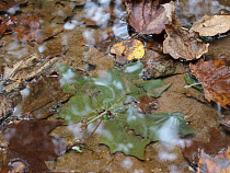 ОАО «КГК» сбрасывало в ручей Парковый воды с превышением цинка и меди