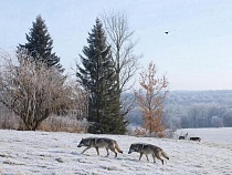 Волки проходят сквозь польскую стену в Калининградскую область