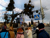 "Аллеи Калининградской области" согласились на снос серебристого клёна у “Маяка” (фото)