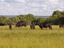 «Мираторг» увеличит численность поголовья КРС на калининградских фермах на 20% 