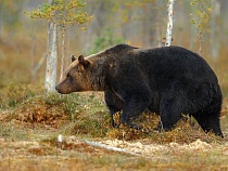 Жителей Крайнего Севера защитят от неожиданных встреч с бурыми медведями