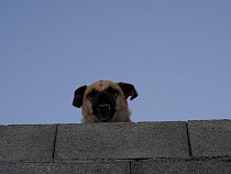 Пенсионер-дальнобойщик угрожал электрошокером мужчине, пнувшему его собаку