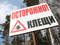 Калининградские клещи стали злее 