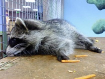 Владелице мини-зоопарка в Калининграде выдали лицензию навсегда