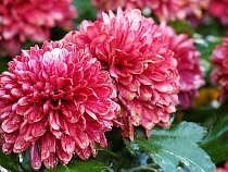 До Калининграда из стран НАТО дошли цветы с вредителями