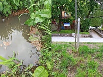 В минприроды назвали причину массовой гибели рыбы в Нижнем пруду