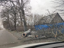 В Советске нашли десятки деревьев без сердцевины