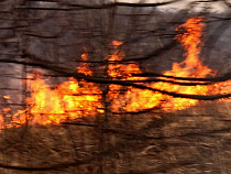 В пожаре на юге Калининграда запеклось 11 кур