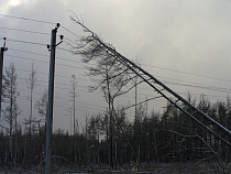 Под Калининградом ураган обесточил дома более 5 тыс. человек