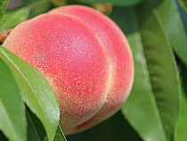 Неманский землевладелец избил батрака за ведро персиков