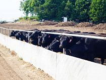 В 2020 году в Калининградской области должно наплодиться 48 тыс "мясных" бычков