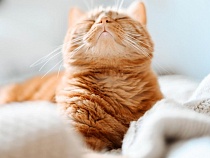 Хвостатые из Калининградской области продолжают уезжать за границу 