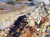 «Он всё жрёт»: побережье на Куршской косе оккупировали синие жуки