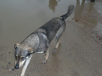 Оргеева: мы с нетерпением ожидаем принятия закона «Об ответственном обращении с животными»