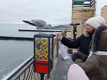 В Зеленоградске чайка стала подражать кошкам для получения еды (видео)
