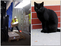 Россельхознадзор задержал 5 кг корма для кастрированных котов