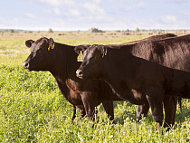 «Калининградская Мясная Компания» откроет три новых фермы до 2017 года