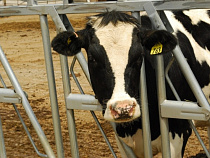 Датские инвесторы планируют построить в Нестеровском районе новый молочный комплекс