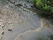 В Калининградской области прокуратура уличила управление Росприроднадзора в нарушении федерального законодательства