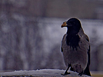 Учёные: птицы смирились с присутствием людей в Калининграде