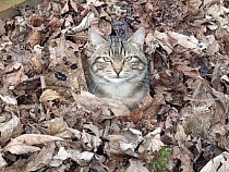Кот из богатого Светлогорска вынужден прятаться от шторма в листве