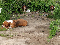 Люди бросили на дороге Советск-Славск трёх бассетов (фото)