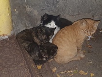 Калининградцы выгнали котят с кошками на холод