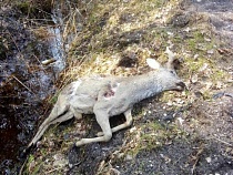 Нестеровских убийц косули поймали на хранении взрывчатки